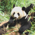 Panda Chengdu 1 C
