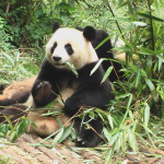 Panda Chengdu 2 C