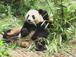 Panda Chengdu 2 C