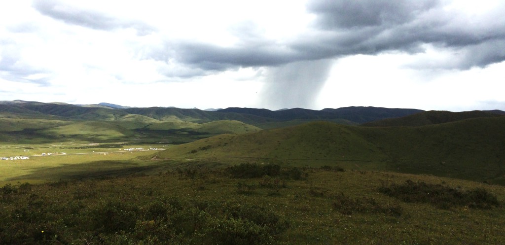 Grassland Prairie Couvert M