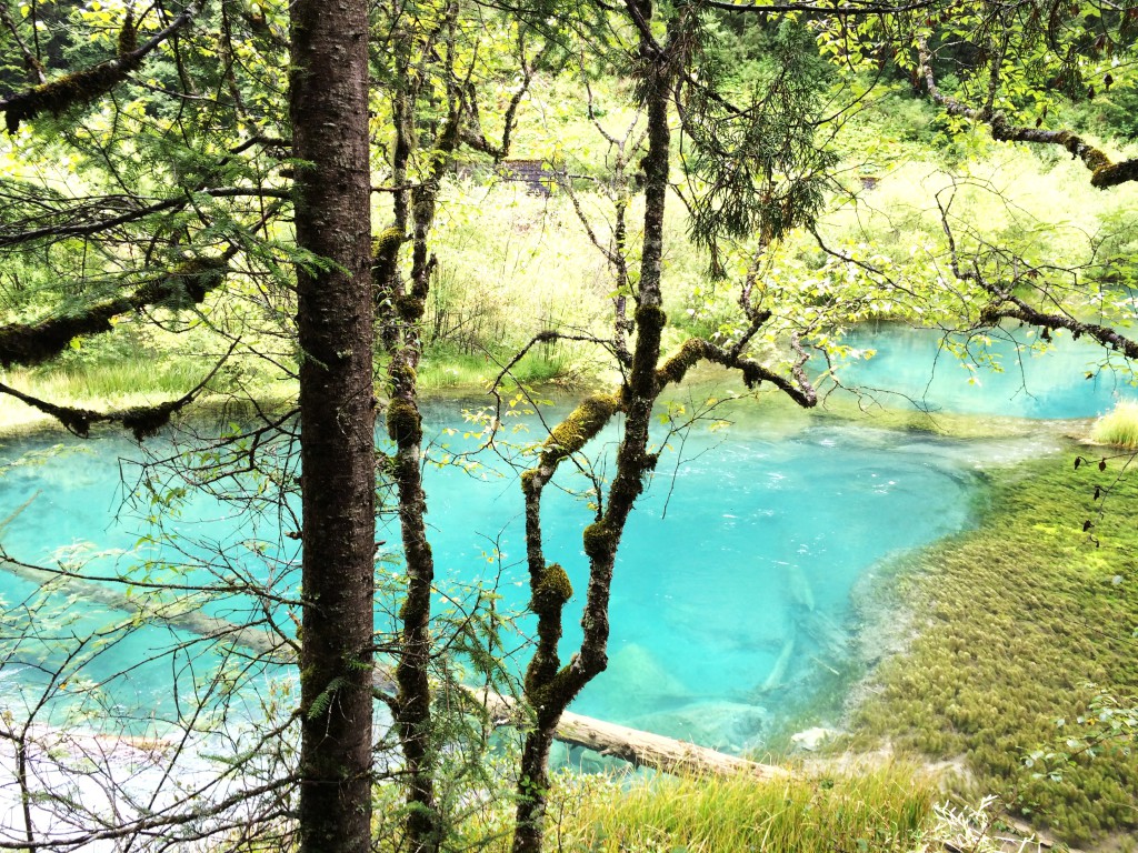 Jiuzhaigou Forêt 1 M