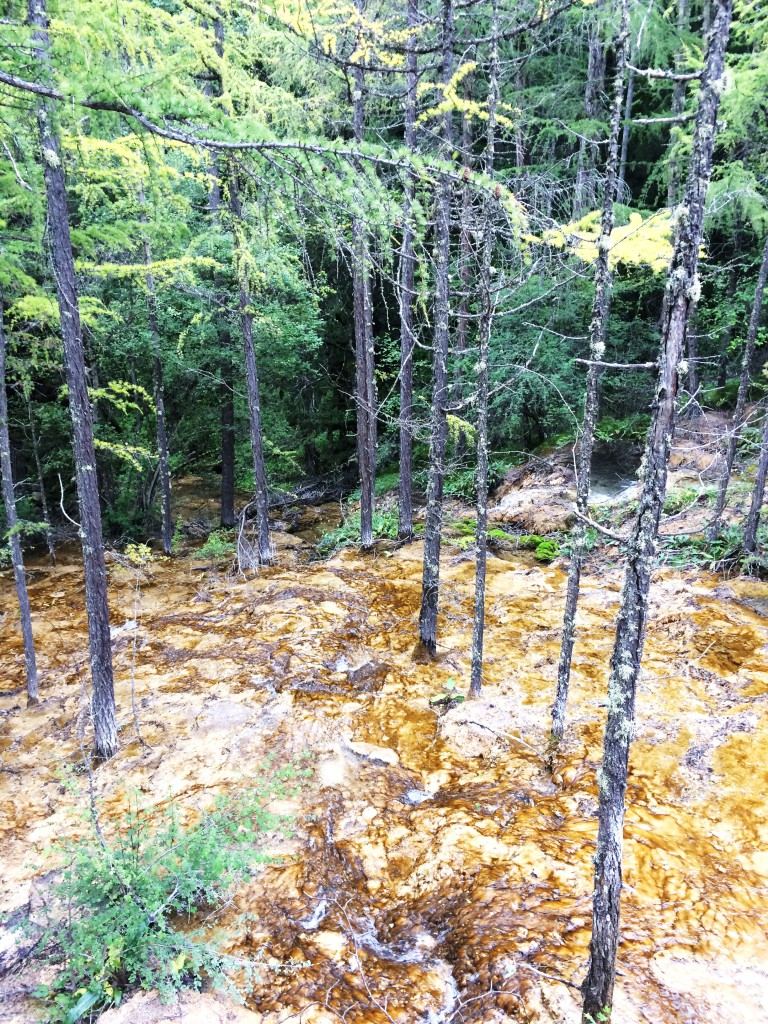 Jiuzhaigou Forêt 10 M