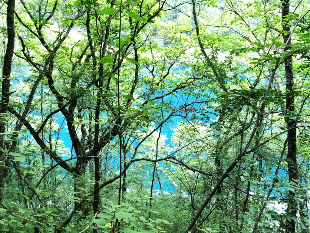 Jiuzhaigou Forêt 7 M