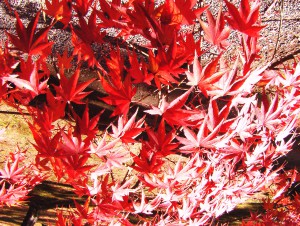 Kyoto en Kimono d'automne