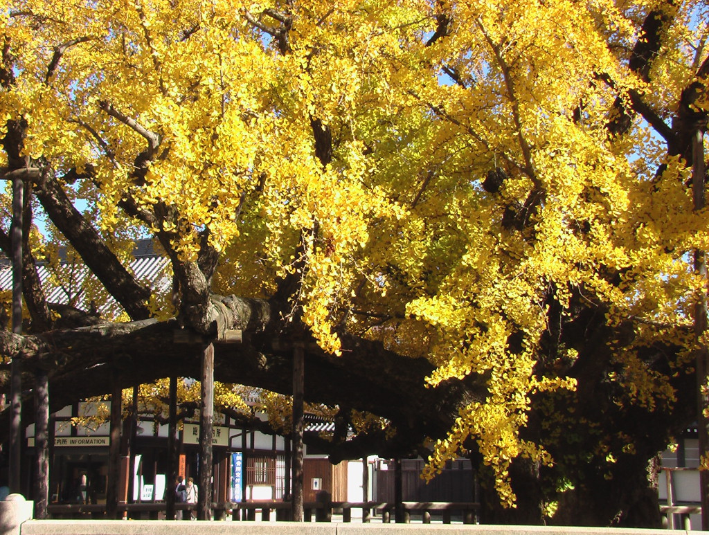 Nishi-Honganji - toison d'or