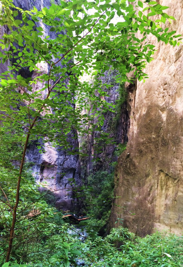 Au sud des nuages Balagezong gorges 2 forêt