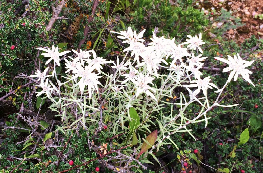 Au sud des nuages Shangri La Edelweiss