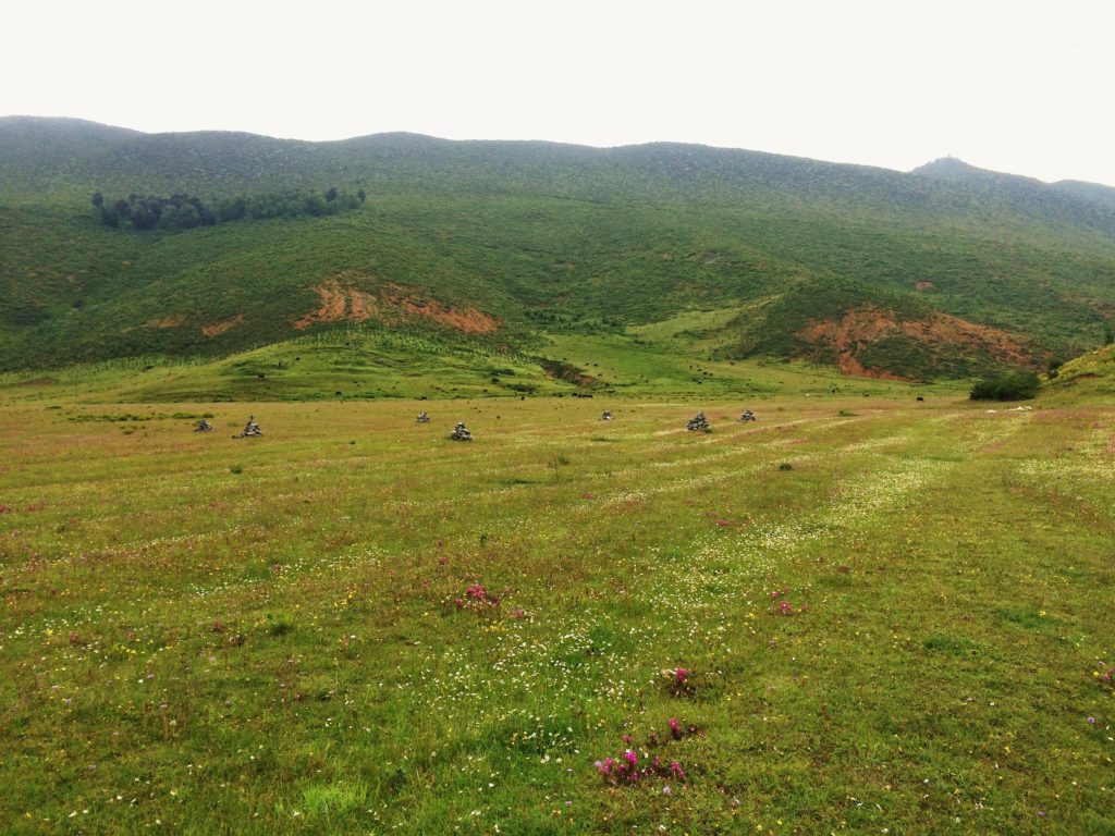 Au sud des nuages Shangri La Songtsam prairie à perte de vue fleurs